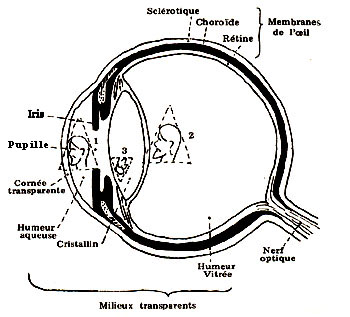 Coupe antéro-postérieure de l'œil Coupe antéro-postérieure de l'œil