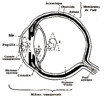 Coupe antéro-postérieure de l'œil