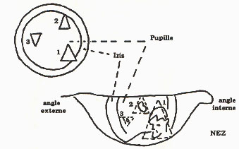 schéma transversal de l'œil