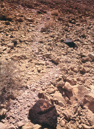 Sentier sur Har Karkom Sentier sur Har Karkom